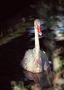 Camara Nikon F2
Cisne negro
In Memoriam
ZOO DE MADRID
Foto: 1726